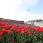 Mevsimlik Çiçek Dikimi
