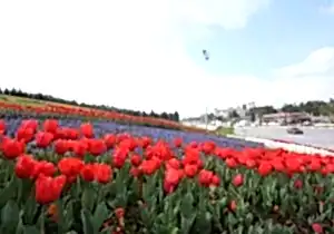 Mevsimlik Çiçek Dikimi