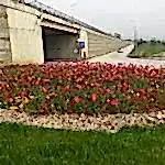 Mevsimlik Çiçek Dikimi