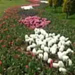 Orta Refüj Kavşak Çalışması